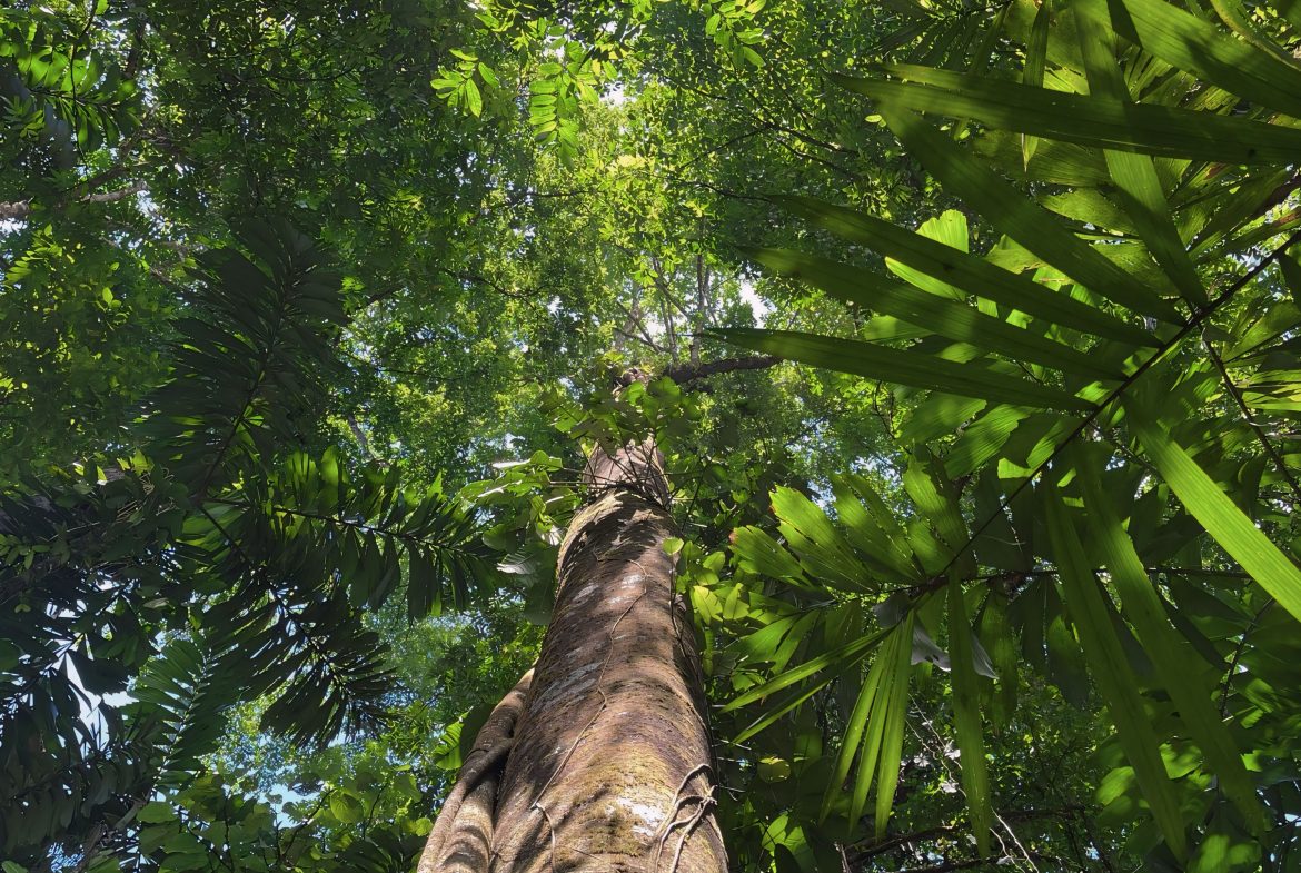 JUNGLE DREAMS FARM: WHERE NATURE MEETS SERENITY – 20 ACRES